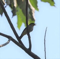 Hemithraupis flavicollis