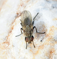 Fucellia tergina