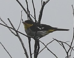 Hemithraupis flavicollis