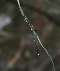 Protosticta trilobata