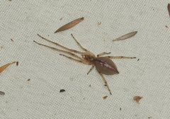 Cheiracanthium gracile