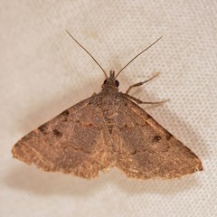 Nychioptera noctuidalis