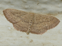 Scopula lactaria
