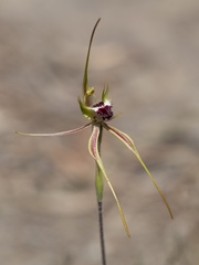 Caladenia dilatata