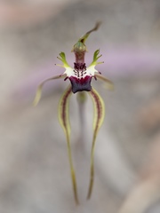 Caladenia dilatata