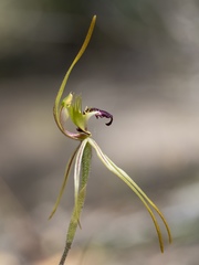 Caladenia dilatata