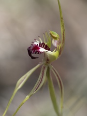 Caladenia dilatata