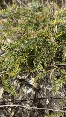 Hedysarum tauricum