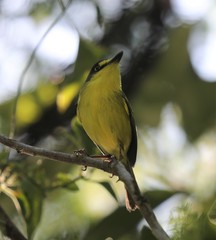 Todirostrum poliocephalum