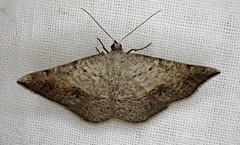 Taxeotis intextata