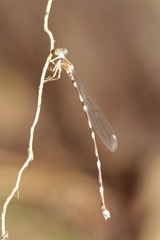 Protosticta foersteri