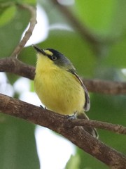 Todirostrum poliocephalum