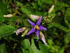 Solanum subinerme