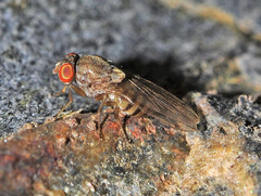 Gitona distigma