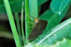 Evergestis aenealis