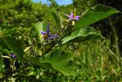 Solanum subinerme