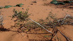 Aspalathus cuspidata