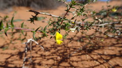 Aspalathus cuspidata