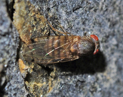 Gitona distigma