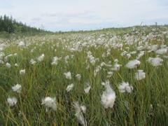 Eriophorum gracile