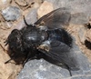Gonia atra - Photo (c) faluke, some rights reserved (CC BY-NC), uploaded by faluke