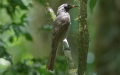 Bolemoreus frenatus