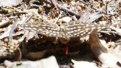 Lexias dirtea