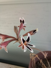 Pelargonium pilosellifolium