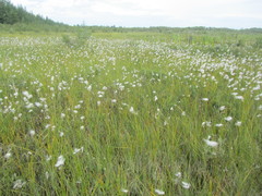 Eriophorum gracile