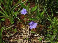 Ruellia geminiflora