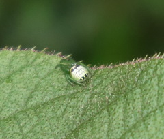 Bijoaraneus praesignis