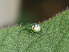 Bijoaraneus praesignis