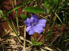 Ruellia geminiflora