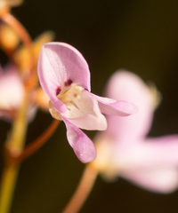 Hylodesmum