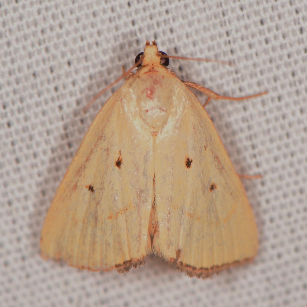 Marimatha squala