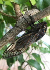 Macrotristria angularis