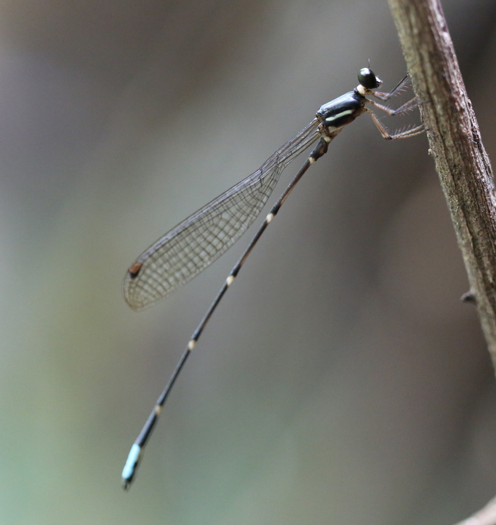 Protosticta geijskesi (Protosticta geijskesi)
