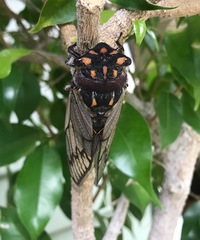 Macrotristria angularis