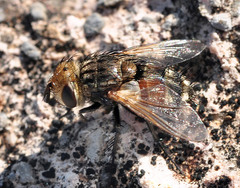 Gonia ornata