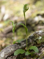 Pterostylis scabrida