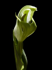 Pterostylis scabrida
