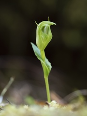 Pterostylis scabrida