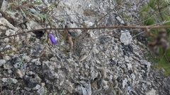 Campanula sibirica taurica