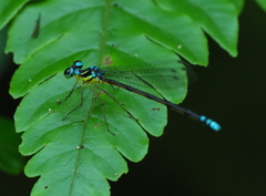Sinosticta debra