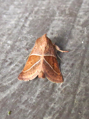 Lemmeria digitalis