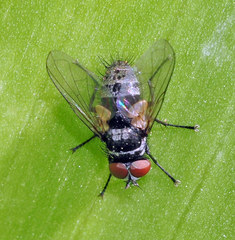 Graphogaster vestita