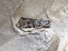 Sympistis chionanthi