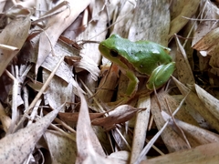Hyla intermedia perrini
