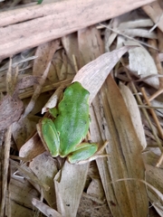 Hyla intermedia perrini