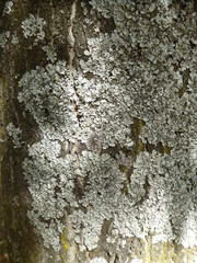 Hypotrachyna dactylifera